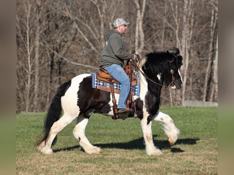 Gypsy Horse Gelding 11 years 15 hh Black in Jamestown, KY