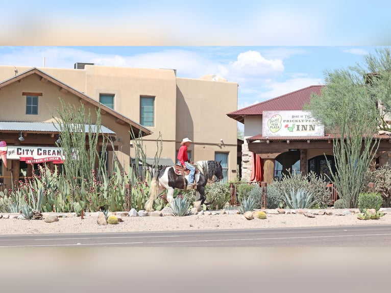 Gypsy Horse Gelding 11 years 15 hh Pinto in Cave Creek