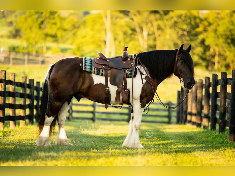 Gypsy Horse Mix Gelding 11 years 15 hh in Lebanon, PA