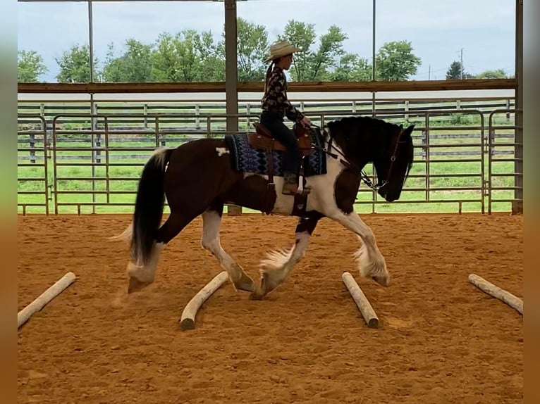 Gypsy Horse Mix Gelding 11 years 15 hh in Lebanon, PA