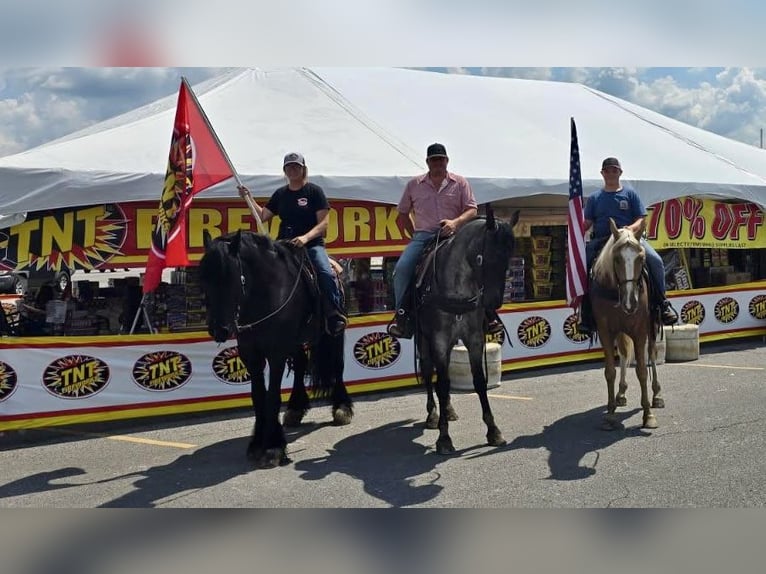 Gypsy Horse Mix Gelding 11 years 15,1 hh Black in Brodhead, KY