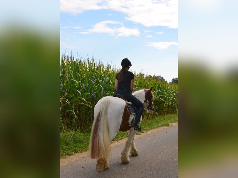Gypsy Horse Gelding 11 years 15,1 hh Pinto in Iggingen