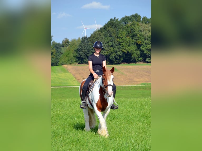 Gypsy Horse Gelding 11 years 15,1 hh Pinto in Iggingen