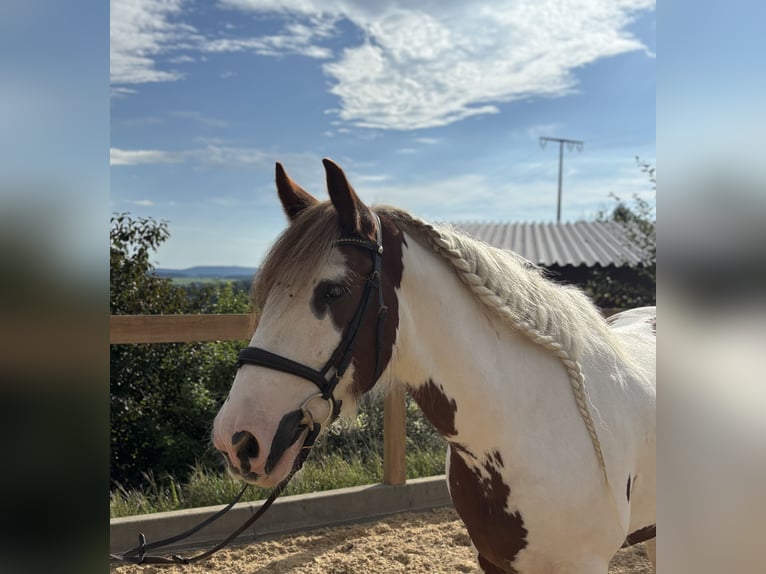 Gypsy Horse Gelding 11 years 15,1 hh Pinto in Iggingen