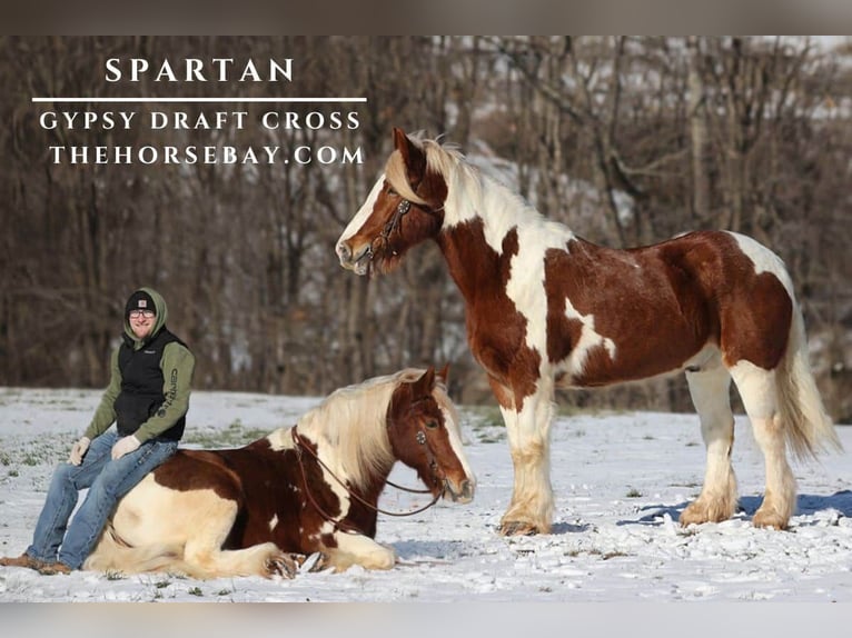 Gypsy Horse Mix Gelding 11 years 16 hh Chestnut in Parkers Lake, KY