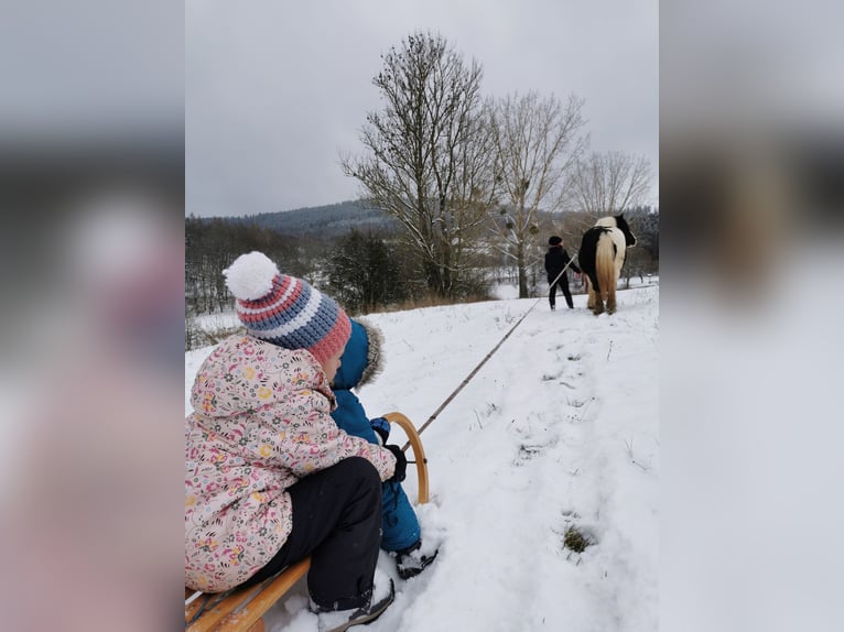 Gypsy Horse Mix Gelding 11 years 16 hh Pinto in Trusetal