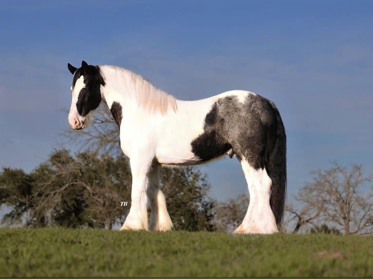 Gypsy Horse Mix Gelding 11 years 16 hh Roan-Blue in Lipan