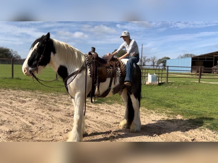 Gypsy Horse Mix Gelding 11 years 16 hh Roan-Blue in Lipan
