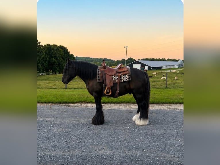 Gypsy Horse Gelding 11 years Black in Sebree