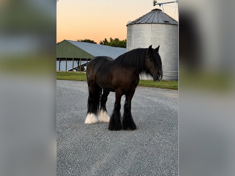 Gypsy Horse Gelding 11 years Black in Sebree