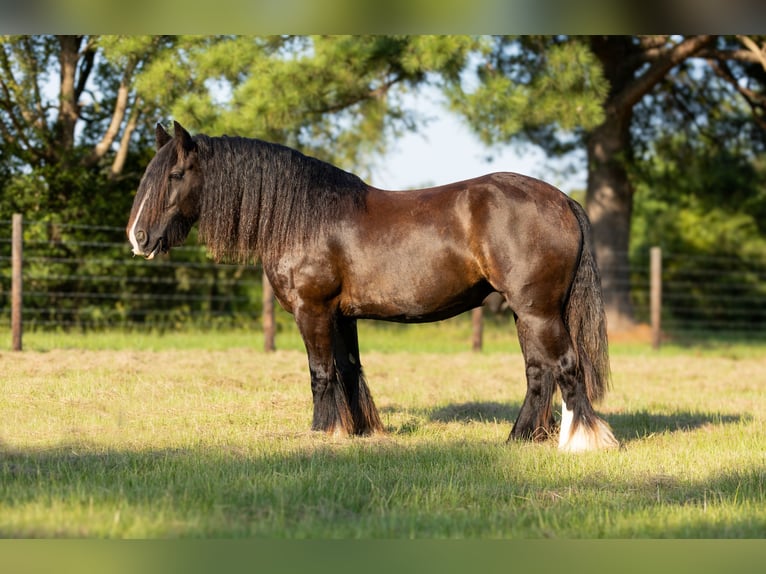 Gypsy Horse Gelding 11 years Black in Lufkin