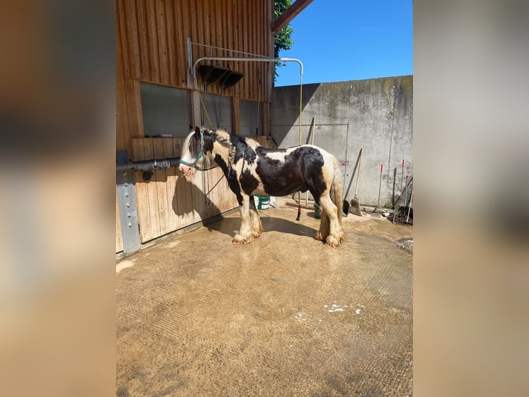 Gypsy Horse Gelding 12 years 13.1 hh Pinto in Höhenkirchen-SiegertsbrunnSiegertsbrunn