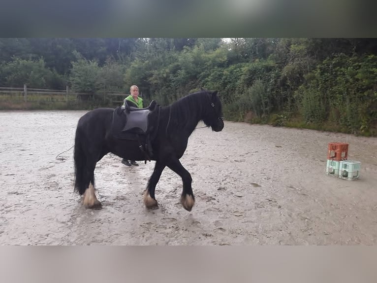 Gypsy Horse Mix Gelding 12 years 13.3 hh Pinto in Bielefeld