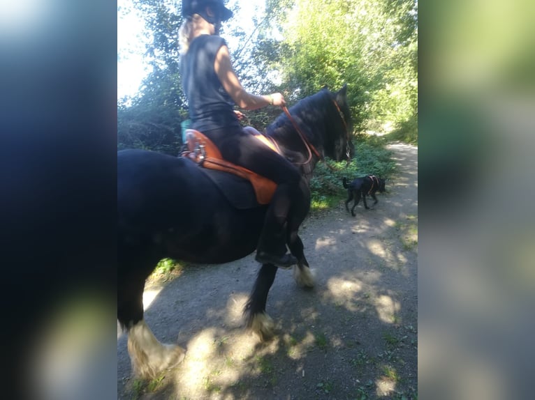 Gypsy Horse Mix Gelding 12 years 13.3 hh Pinto in Bielefeld