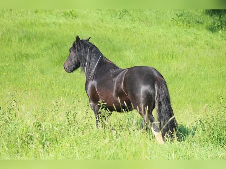 Gypsy Horse Mix Gelding 12 years 13.3 hh Pinto in Bielefeld
