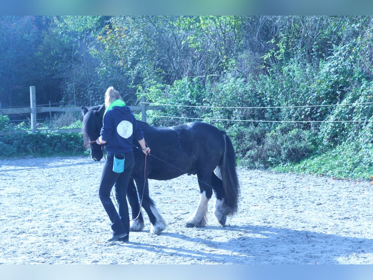 Gypsy Horse Mix Gelding 12 years 13.3 hh Pinto in Bielefeld