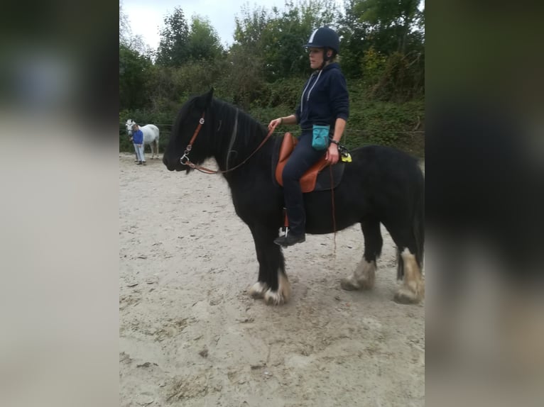 Gypsy Horse Mix Gelding 12 years 13.3 hh Pinto in Bielefeld