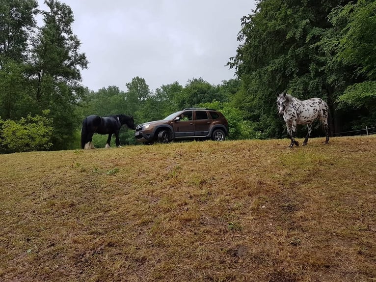 Gypsy Horse Mix Gelding 12 years 13.3 hh Pinto in Bielefeld