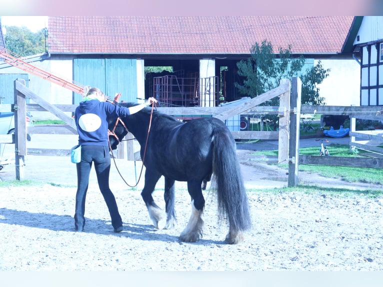 Gypsy Horse Mix Gelding 12 years 13.3 hh Pinto in Bielefeld