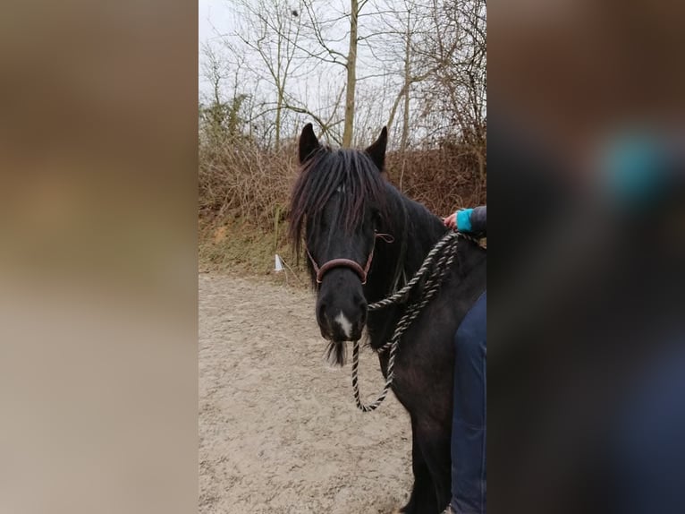 Gypsy Horse Mix Gelding 12 years 13.3 hh Pinto in Bielefeld