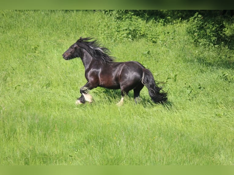 Gypsy Horse Mix Gelding 12 years 13.3 hh Pinto in Bielefeld