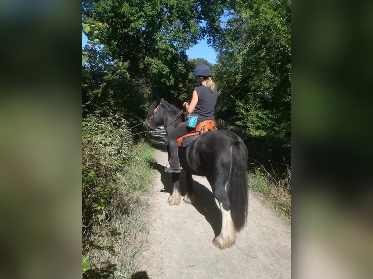 Gypsy Horse Mix Gelding 12 years 13.3 hh Pinto in Bielefeld