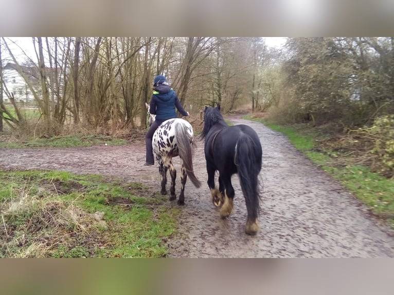 Gypsy Horse Mix Gelding 12 years 13.3 hh Pinto in Bielefeld