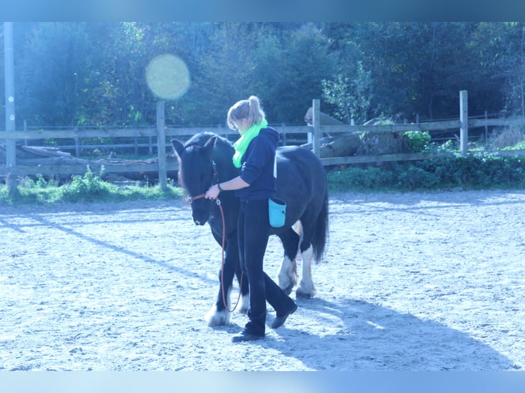 Gypsy Horse Mix Gelding 12 years 13.3 hh Pinto in Bielefeld