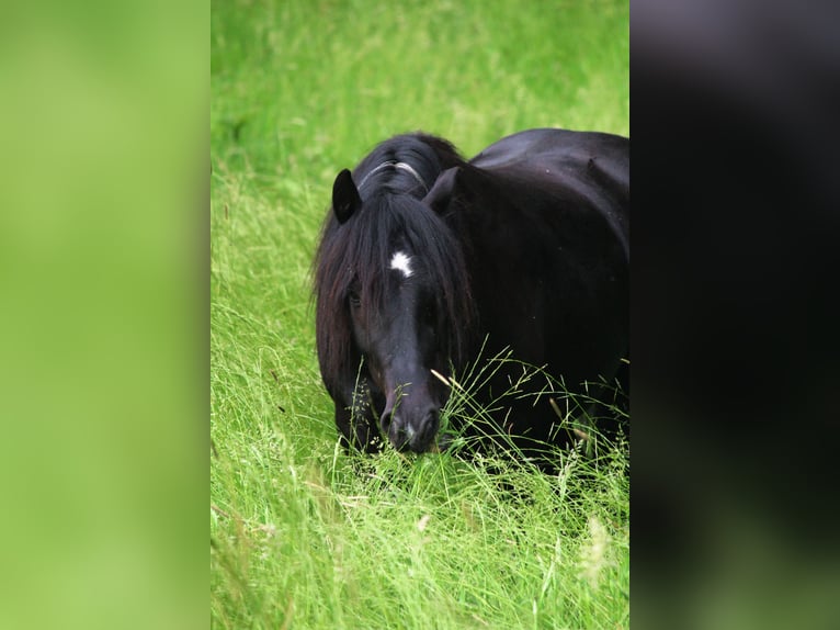 Gypsy Horse Mix Gelding 12 years 13.3 hh Pinto in Bielefeld