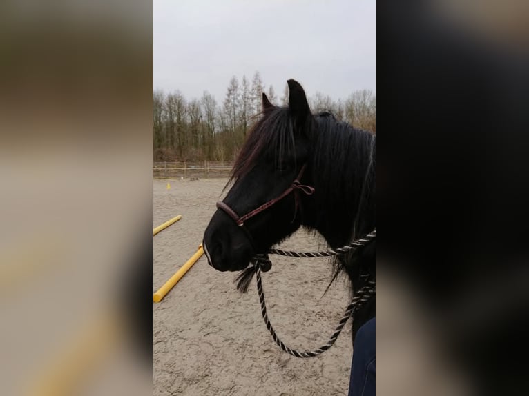 Gypsy Horse Mix Gelding 12 years 13.3 hh Pinto in Bielefeld
