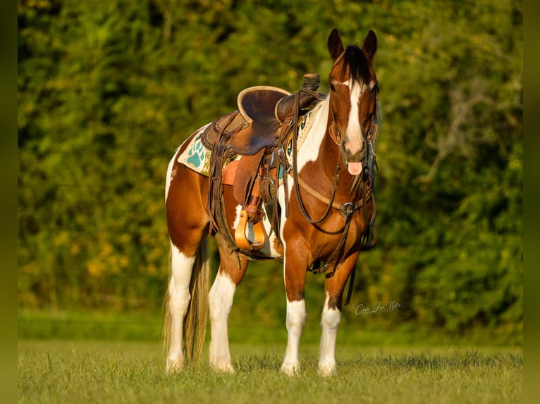 Gypsy Horse Gelding 12 years 13,3 hh Tobiano-all-colors in Lewistown, IL