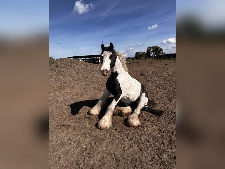 Gypsy Horse Gelding 12 years 13,1 hh Pinto in Oberkr&#xE4;mer