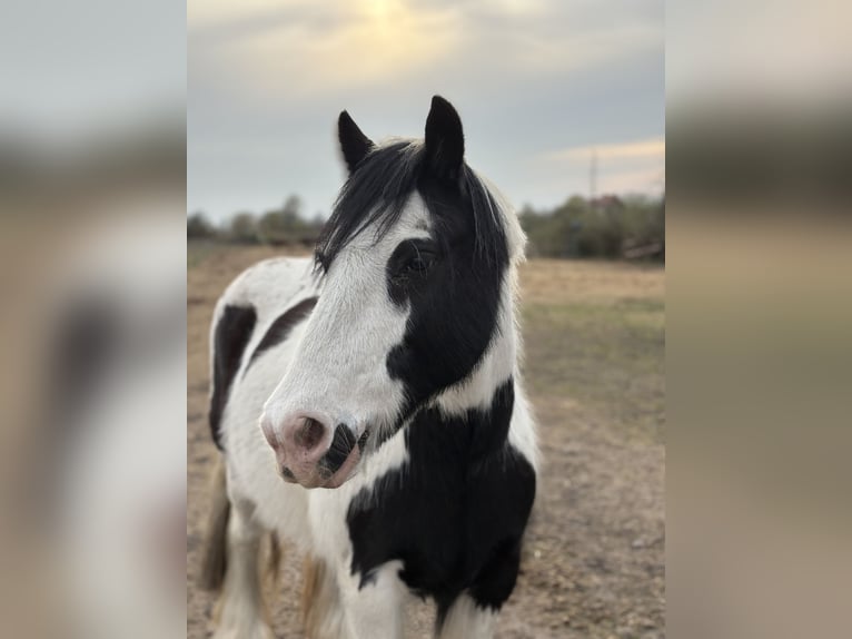 Gypsy Horse Gelding 12 years 13,1 hh Pinto in Oberkr&#xE4;mer