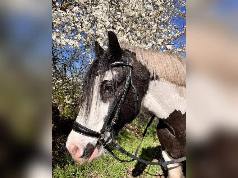 Gypsy Horse Gelding 12 years 13,1 hh Pinto in Oberkr&#xE4;mer
