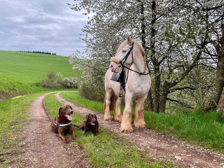 Gypsy Horse Gelding 12 years 13,2 hh Sabino in Kirn