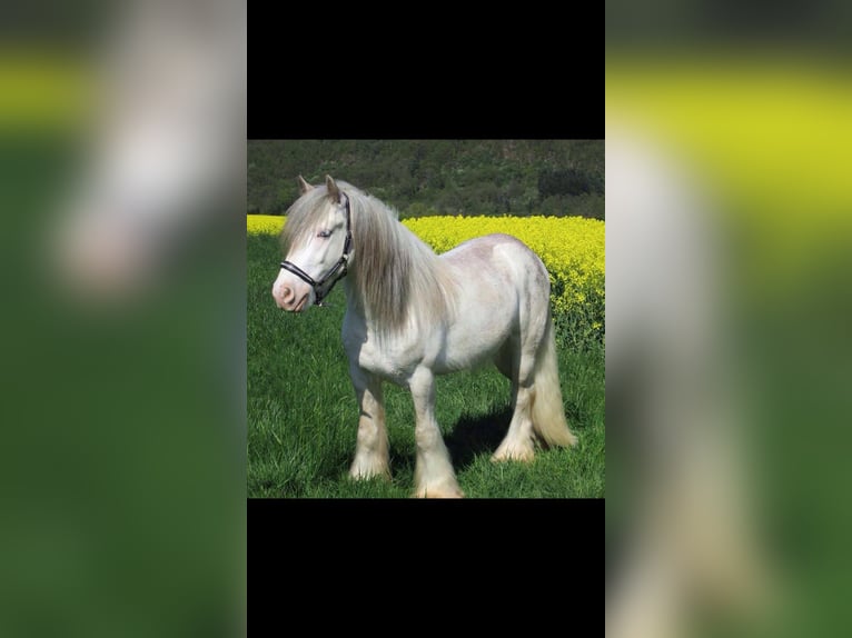 Gypsy Horse Gelding 12 years 13,2 hh Sabino in Kirn