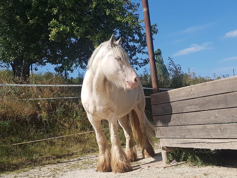 Gypsy Horse Gelding 12 years 13,2 hh Sabino in Kirn