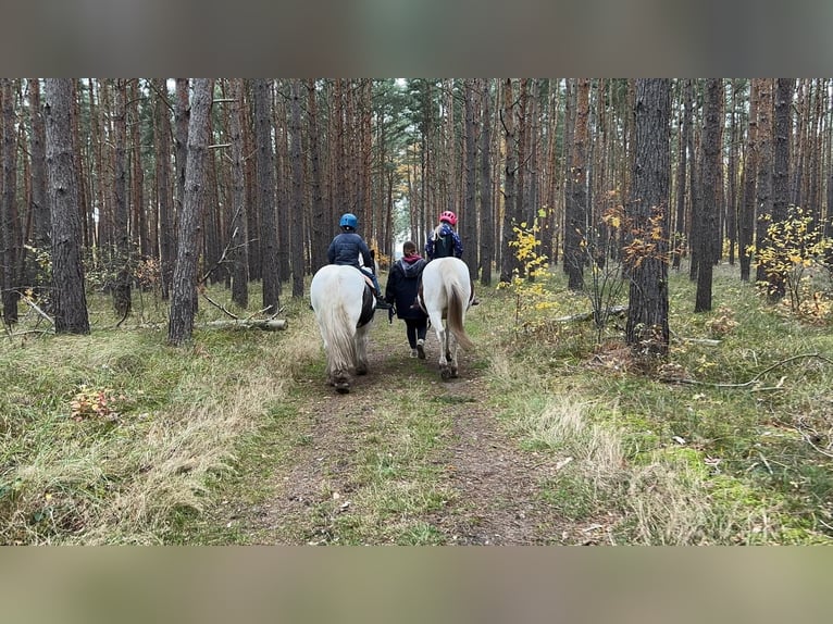 Gypsy Horse Gelding 12 years 14,1 hh Pinto in Milow