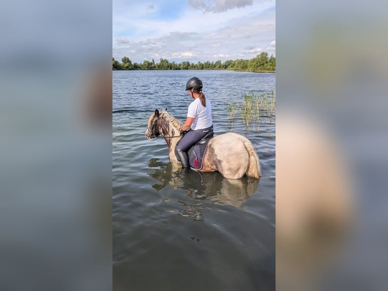 Gypsy Horse Gelding 12 years 14,1 hh Pinto in Milow