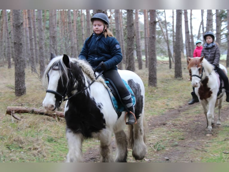 Gypsy Horse Gelding 12 years 14,1 hh Pinto in Milow