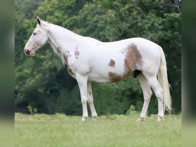 Gypsy Horse Mix Gelding 12 years 14,1 hh Sabino in Athens, TX