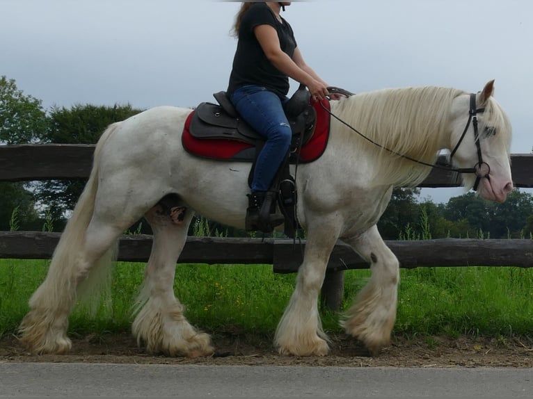 Gypsy Horse Gelding 12 years 14,2 hh Gray in Lathen