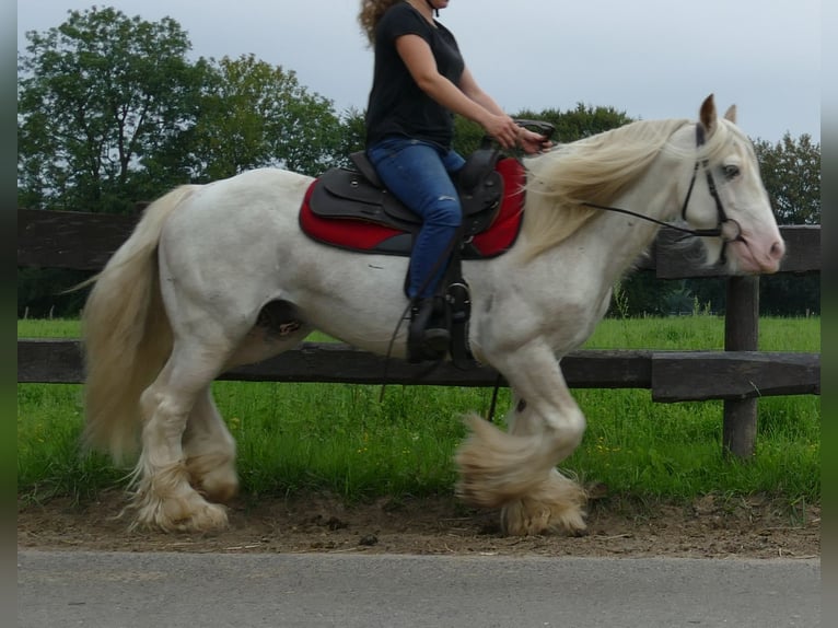 Gypsy Horse Gelding 12 years 14,2 hh Gray in Lathen