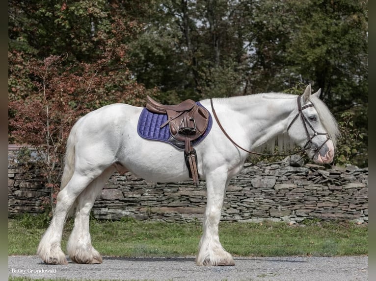 Gypsy Horse Gelding 12 years 14,2 hh Gray in Everett PA