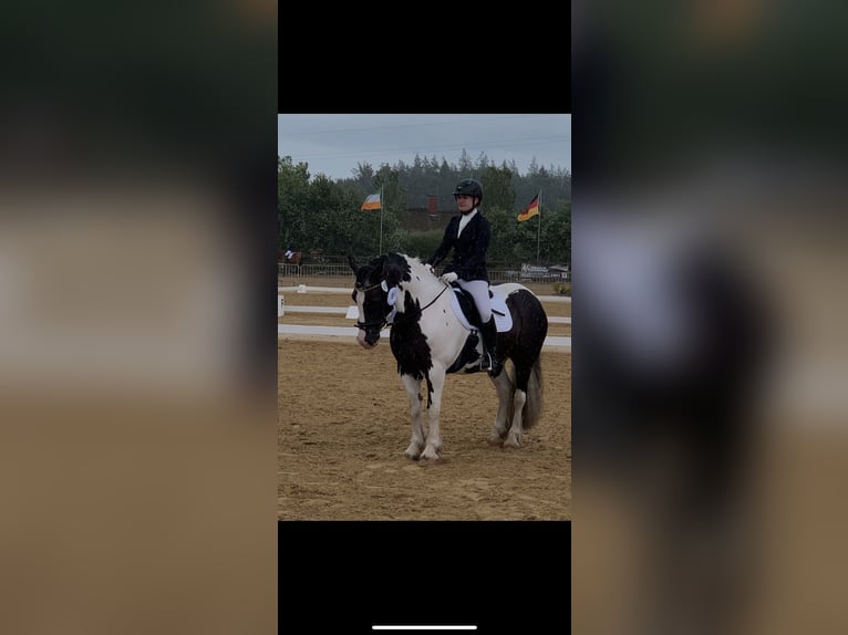 Gypsy Horse Gelding 12 years 14,2 hh Pinto in Westerstede