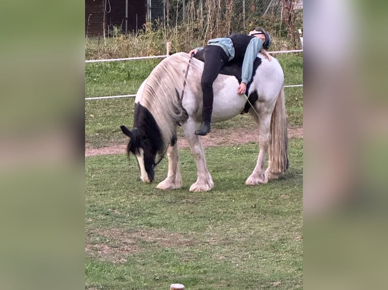 Gypsy Horse Gelding 12 years 14,2 hh Pinto in Schopfheim