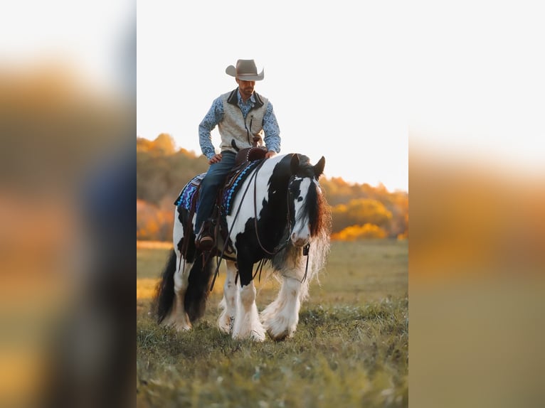 Gypsy Horse Gelding 12 years 14,2 hh Pinto in Lyles