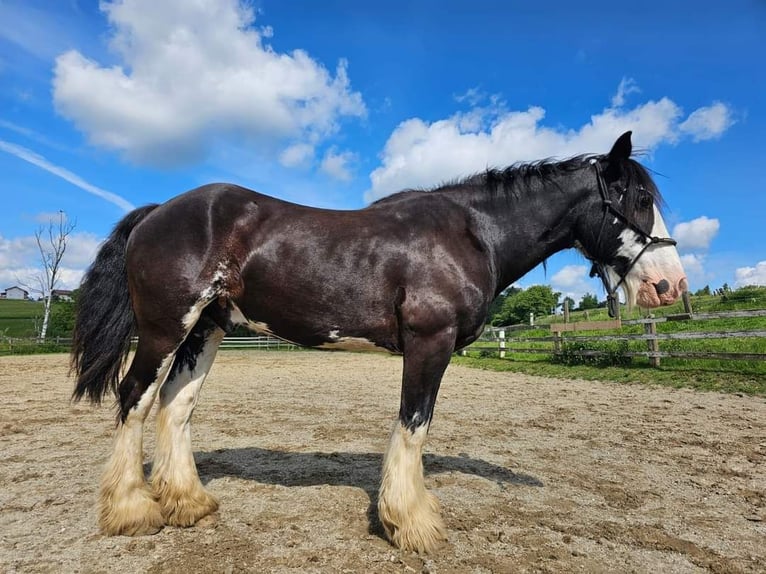 Gypsy Horse Gelding 12 years 14,2 hh Smoky-Black in Mengkofen