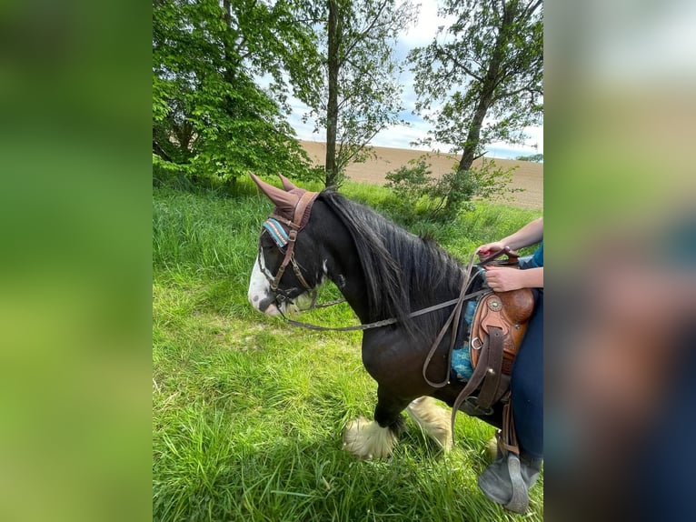 Gypsy Horse Gelding 12 years 14,2 hh Smoky-Black in Mengkofen