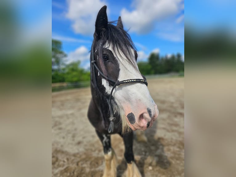 Gypsy Horse Gelding 12 years 14,2 hh Smoky-Black in Mengkofen